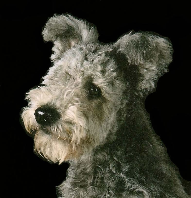 pumi raca portal dog 5