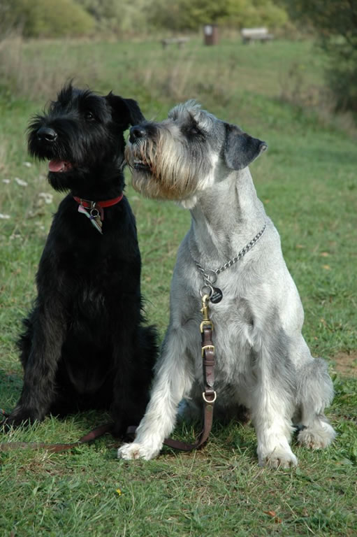 cães da Alemanha