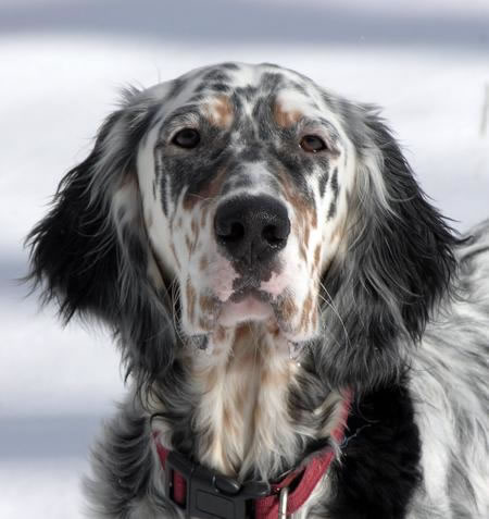 setter ingles raca portal dog 2