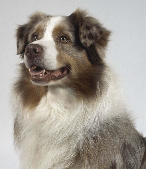 australian_shepherd_racas_portaldodog (1)