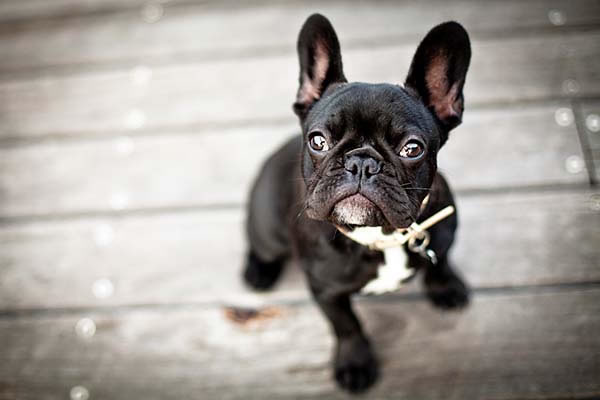 buldogue_frances_racas_portaldodog (23)