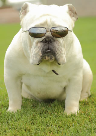 buldogue_racas_portaldodog (5)