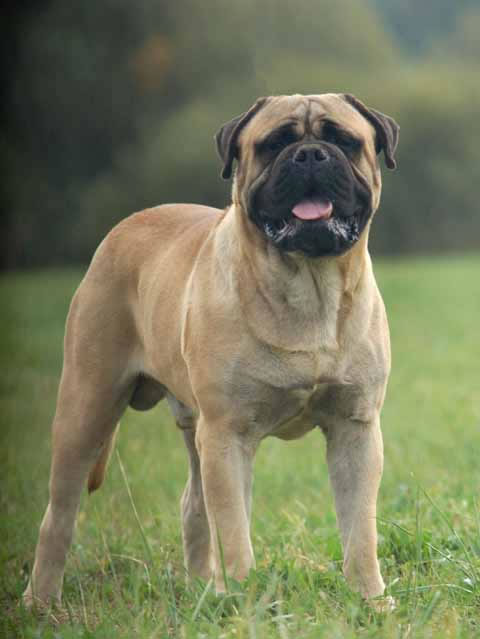 bulmastife_racas_portaldodog (12)