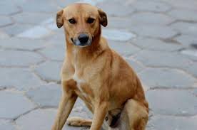 cachorro vira-lata (caramelo)