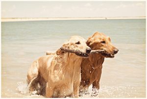 15 maneiras para manter seu cachorro refrescado no verão.