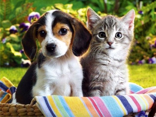 cachorros_gatos
