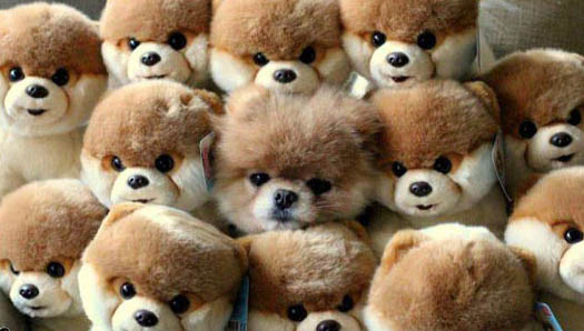 camuflagem-cachorro