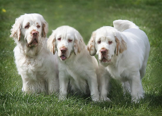 clumber_spaniel_racas_portaldodog (14)