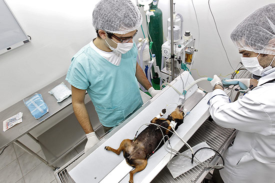 hospital_publico_animais_cachorros_sao_paulo
