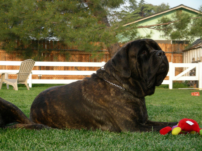 mastife_raca_portal_dog (7)