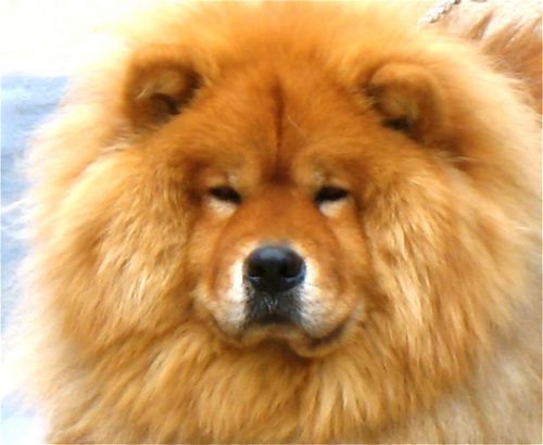 pelo_dos_cachorro_mantem_temperatura