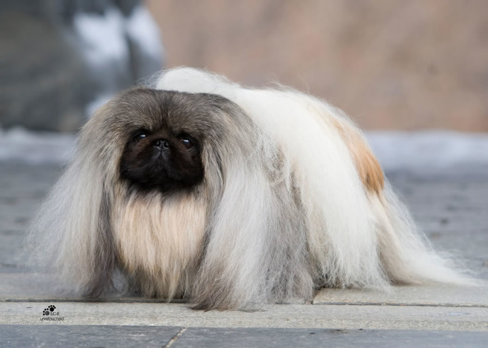 pequines_raca_portal_dog (5)