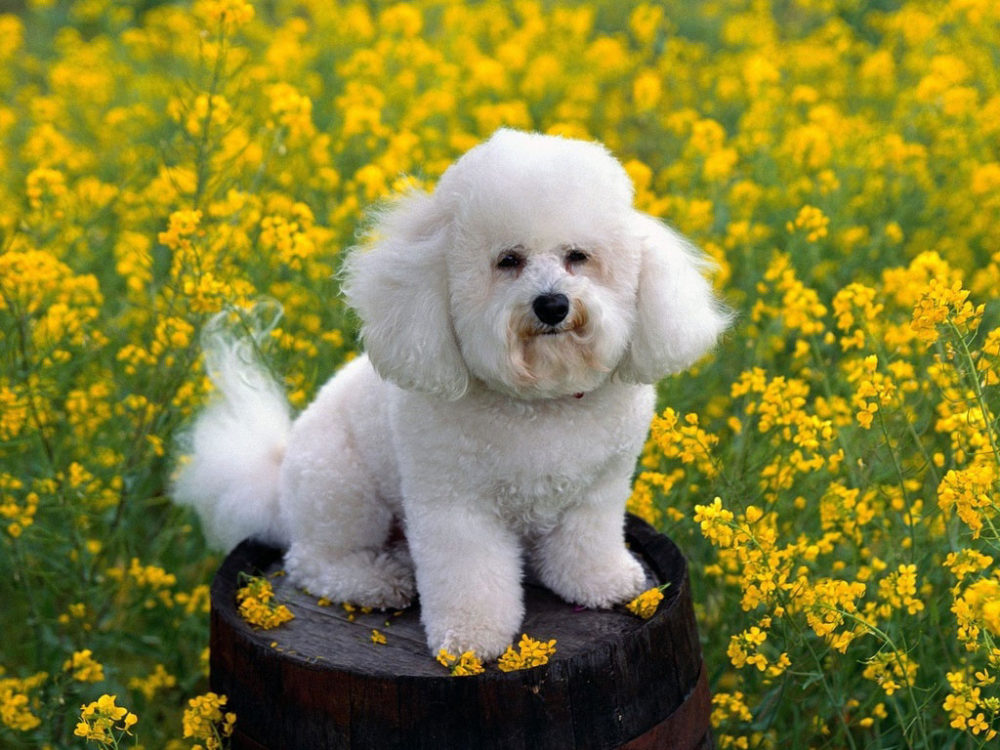 poodle_racas_portaldodog (8)