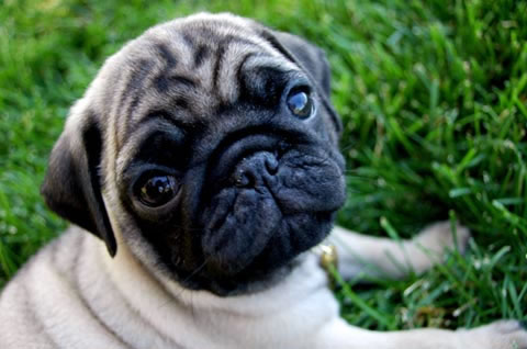 pug_racas_portaldodog (5)