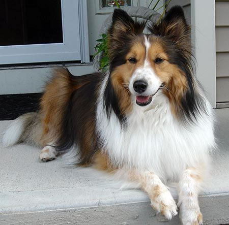 shetland_raca_portal_dog (7)