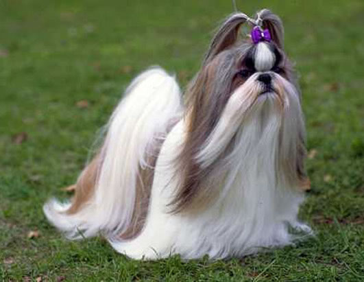 shih_tzu_raca_portal_Dog (16)