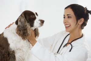 Os cuidados do veterinário