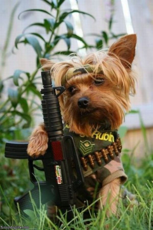 Rambo_Dog