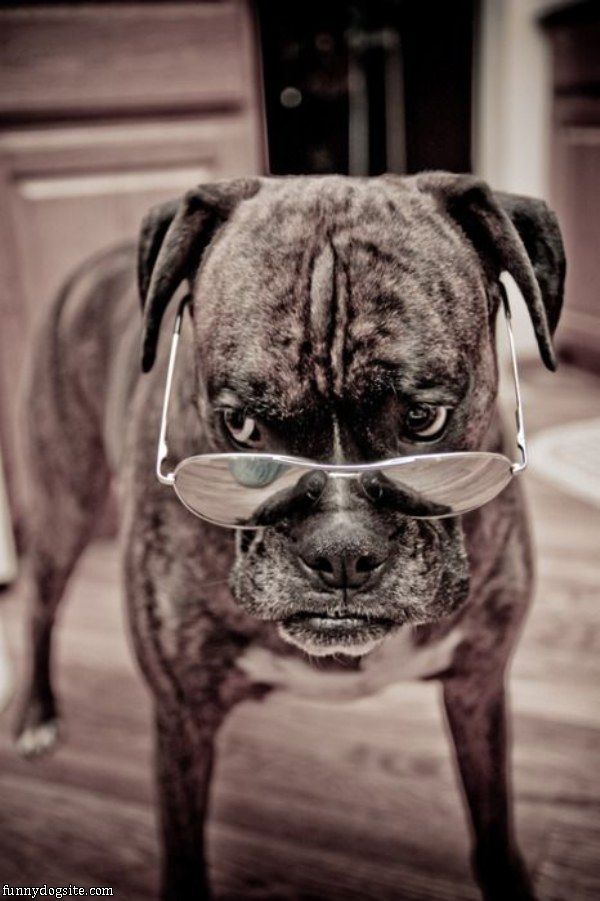 Studious_Dog