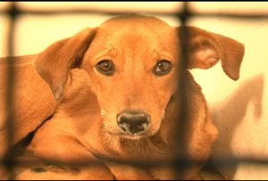 Casos de maus-tratos contra animais em 2012 superam números de 2011