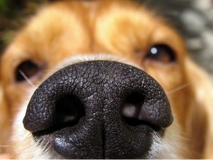 Cachorros podem cheirar diabetes.