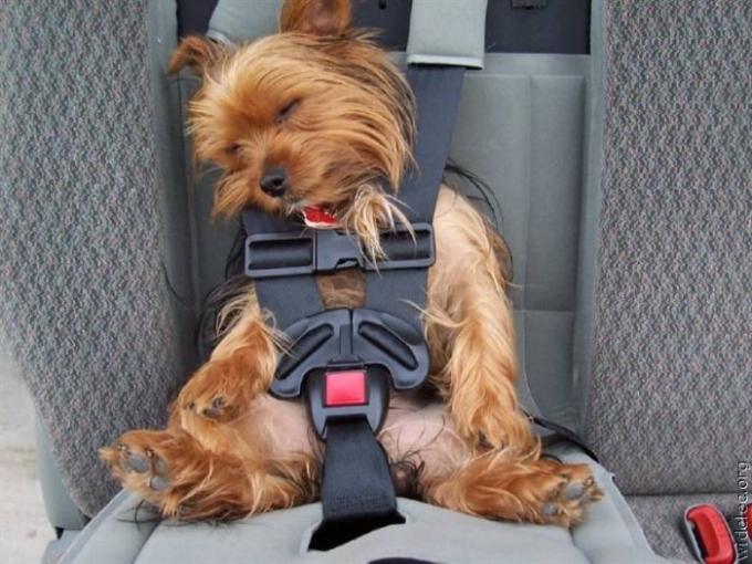 cachorro_curtindo_viagem