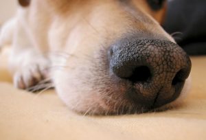 Nariz seco no cachorro é um sinal de doença?