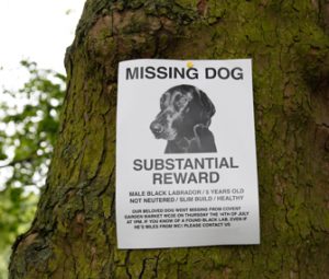 Quais as chances de achar seu pet perdido?