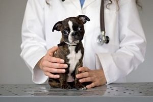 Nos Estados Unidos, se o seu cachorro precisar de um transplante de rim, você pode pegar de um cão de rua, basta adotá-lo.