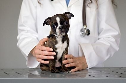 transplante_rim_cachorro transplante rim cachorro