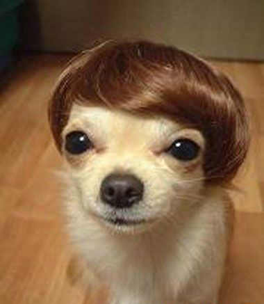 Funny-Dogs-Funny-Dog-Picture-13-FunnyPica.com_