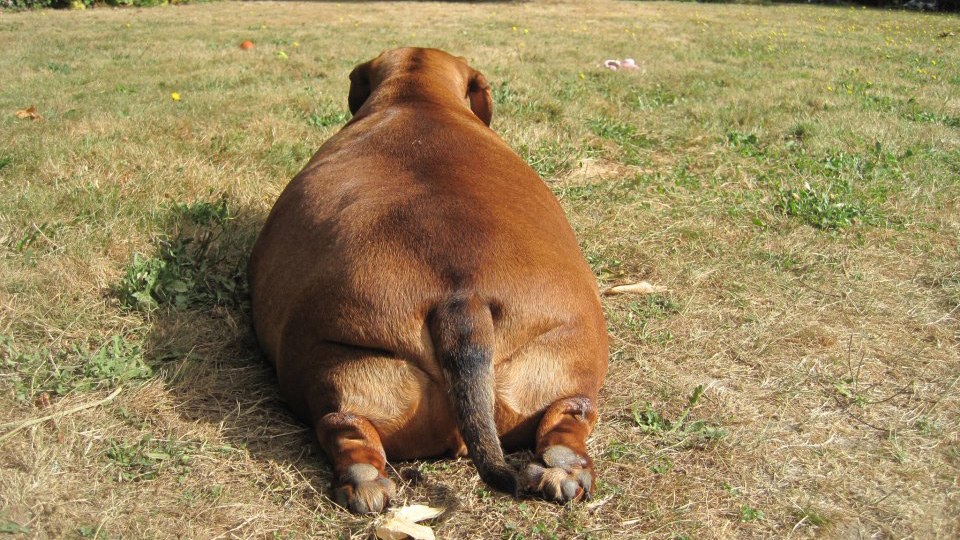 Obie_dachshund_cachorro_obeso (6) Obie dachshund cachorro obeso 6