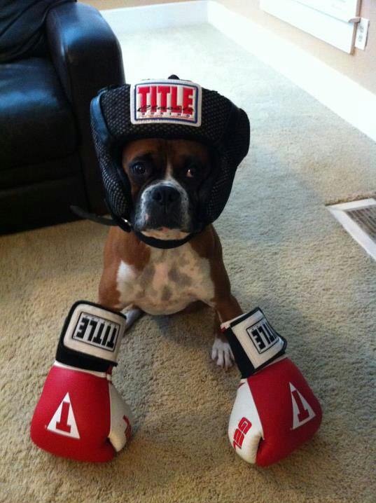 boxer-dog-funny