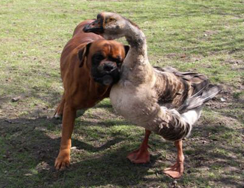 ganso_cachorro