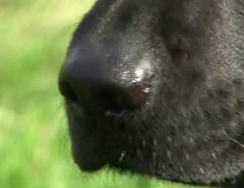 labrador_crime_metais_reino_unido