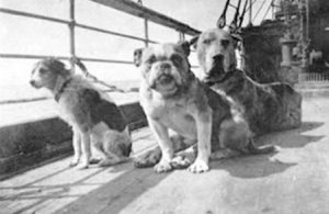 Somente os cães pequenos conseguiram sobreviver ao naufrágio do Titanic; na foto acima, feita na época da viagem fatídica alguns dos pets de passageiros - Divulgação/Universidade de Widener