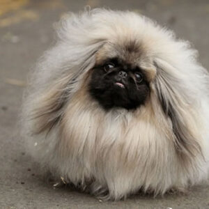Cachorros peludos