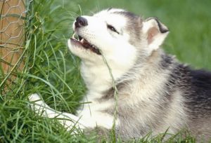 Porque meu cachorro come grama?