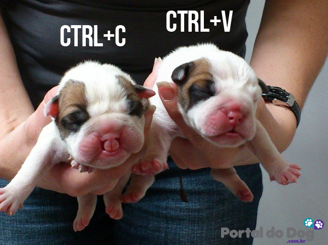 zoorium-vet-melbourne-blog-puppies-bulldog-cleft-lip-palate-1