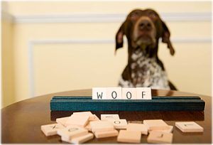 Cães reconhecem as palavras associando seus significado à tamanho e textura. Foto: Reprodução/Google Images