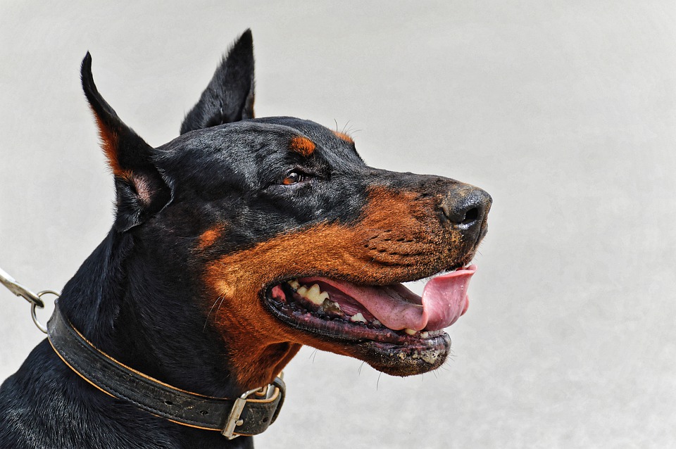 doberman