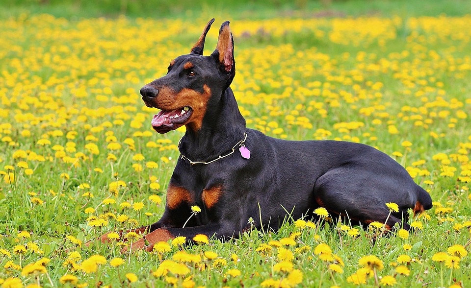 doberman