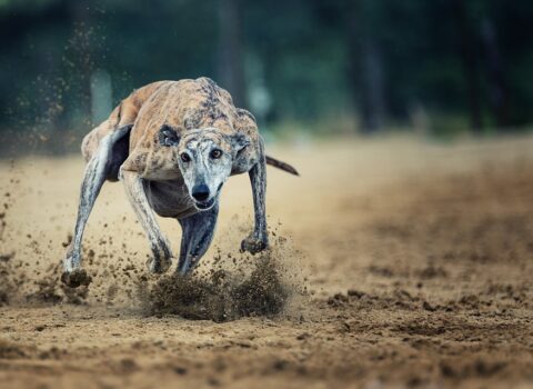 galgo