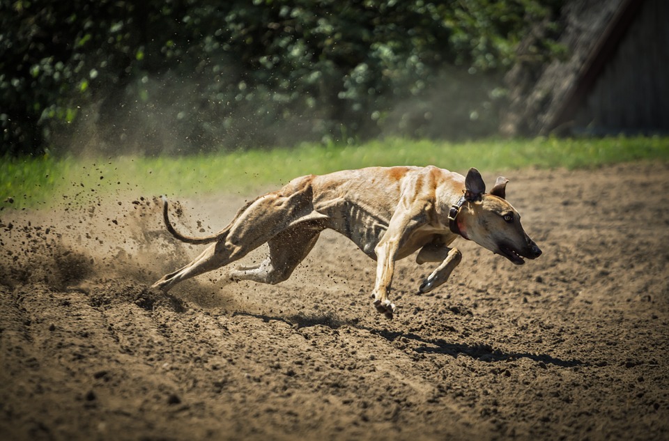 raças de cães que são totalmente diferentes