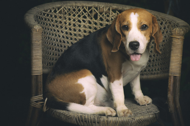 beagle