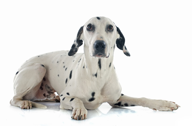 cachorros que mais soltam pelo