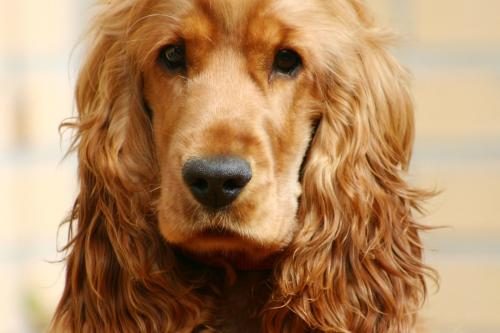 cachorro cocker amarelo despenteado