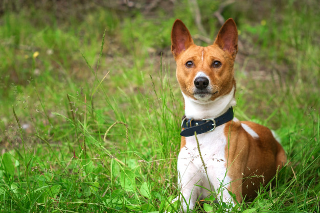cachorros que soltam menos pelo