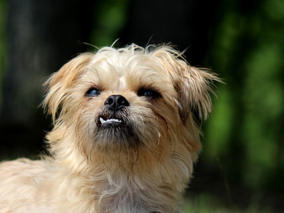 cachorros que mais soltam pelo