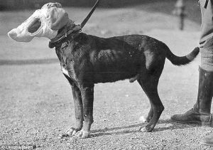Cachorros usavam máscaras de gás durante a 2ª Guerra Mundial. DailyMail